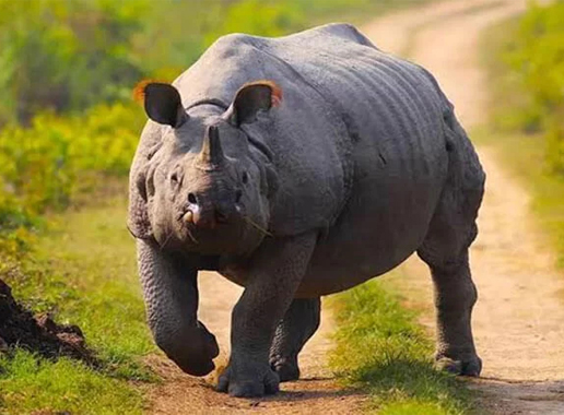 Kaziranga Shillong Dawki Cherrapunji Guwahati 5N/6D Tour